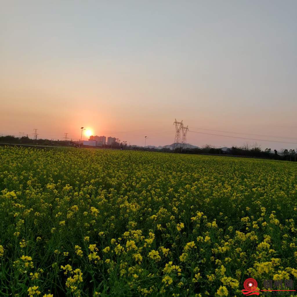 仁东大路李屋村的油菜花