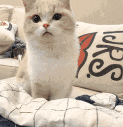 a2ea3c70bc16adb0e500d00bd3724696.gif